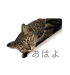 うち の ねこ（個別スタンプ：16）