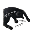 うち の ねこ（個別スタンプ：17）