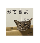 うち の ねこ（個別スタンプ：18）