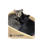 うち の ねこ（個別スタンプ：19）