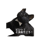うち の ねこ（個別スタンプ：21）