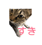 うち の ねこ（個別スタンプ：22）