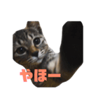 うち の ねこ（個別スタンプ：23）