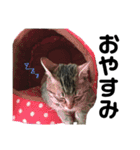 愛猫そらくんのスタンプ（個別スタンプ：1）