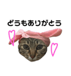 愛猫そらくんのスタンプ（個別スタンプ：2）
