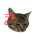 愛猫そらくんのスタンプ（個別スタンプ：8）