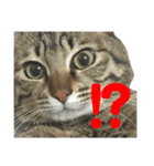 愛猫そらくんのスタンプ（個別スタンプ：9）