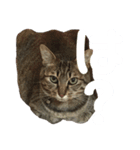 愛猫そらくんのスタンプ（個別スタンプ：10）