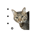 愛猫そらくんのスタンプ（個別スタンプ：12）