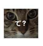 愛猫そらくんのスタンプ（個別スタンプ：13）