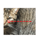 愛猫そらくんのスタンプ（個別スタンプ：14）