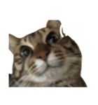 愛猫そらくんのスタンプ（個別スタンプ：15）