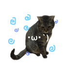 愛猫そらくんのスタンプ（個別スタンプ：16）