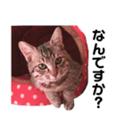 愛猫そらくんのスタンプ（個別スタンプ：17）