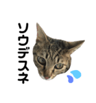 愛猫そらくんのスタンプ（個別スタンプ：21）