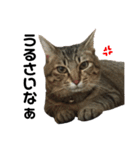 愛猫そらくんのスタンプ（個別スタンプ：23）