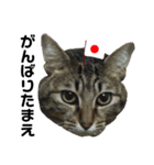 愛猫そらくんのスタンプ（個別スタンプ：28）