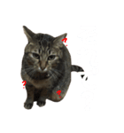 愛猫そらくんのスタンプ（個別スタンプ：29）