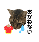 愛猫そらくんのスタンプ（個別スタンプ：30）