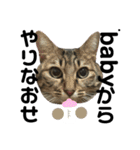 愛猫そらくんのスタンプ（個別スタンプ：32）