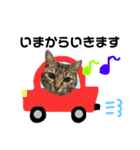 愛猫そらくんのスタンプ（個別スタンプ：33）