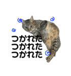 愛猫そらくんのスタンプ（個別スタンプ：34）