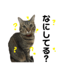 愛猫そらくんのスタンプ（個別スタンプ：35）