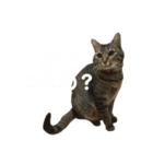 愛猫そらくんのスタンプ（個別スタンプ：36）