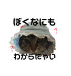 愛猫そらくんのスタンプ（個別スタンプ：37）