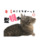 ギジトラねこの茶々丸くん（個別スタンプ：1）