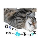 ギジトラねこの茶々丸くん（個別スタンプ：2）