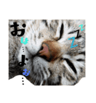 ギジトラねこの茶々丸くん（個別スタンプ：3）