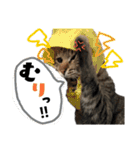 ギジトラねこの茶々丸くん（個別スタンプ：4）