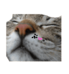 ギジトラねこの茶々丸くん（個別スタンプ：6）