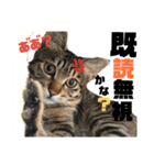 ギジトラねこの茶々丸くん（個別スタンプ：8）
