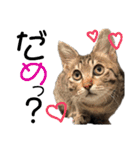 ギジトラねこの茶々丸くん（個別スタンプ：10）