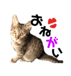 ギジトラねこの茶々丸くん（個別スタンプ：11）