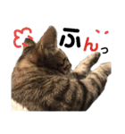 ギジトラねこの茶々丸くん（個別スタンプ：13）