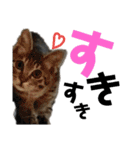 ギジトラねこの茶々丸くん（個別スタンプ：14）