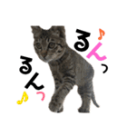 ギジトラねこの茶々丸くん（個別スタンプ：15）