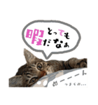 ギジトラねこの茶々丸くん（個別スタンプ：18）