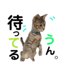 ギジトラねこの茶々丸くん（個別スタンプ：19）