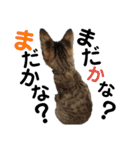 ギジトラねこの茶々丸くん（個別スタンプ：20）