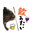 ギジトラねこの茶々丸くん（個別スタンプ：21）