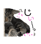 ギジトラねこの茶々丸くん（個別スタンプ：23）