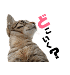 ギジトラねこの茶々丸くん（個別スタンプ：24）