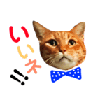 ユミの猫3（個別スタンプ：1）