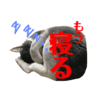 ユミの猫3（個別スタンプ：3）