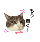 ユミの猫3（個別スタンプ：4）