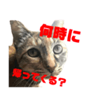 ユミの猫3（個別スタンプ：5）